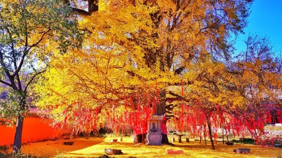 白鹿寺