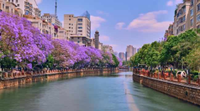 藍花楹主題公園