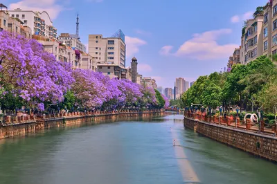 蓝花楹主题公园