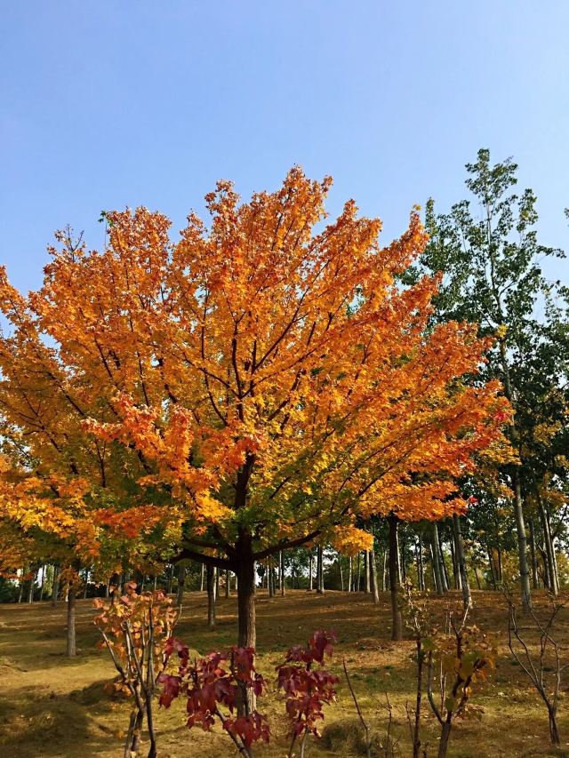中关村公园旅行图片 4