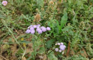 藿香蓟，来自中南美洲的菊科植物