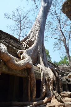 Ta Prohm寺庙-Tonle Bati