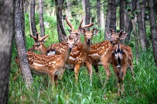 四面环海小岛发现200多头野生梅花鹿！游客：它们怎么上去的？