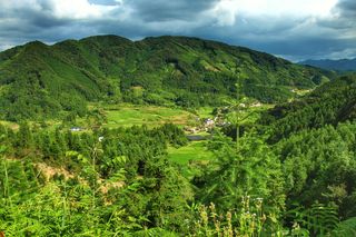 广东平远泗水千年古檀树独木成林，如百足怪兽，枝干又如群龙飞舞