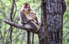 白河金丝猴自然保护区-九寨沟-C-IMAGE