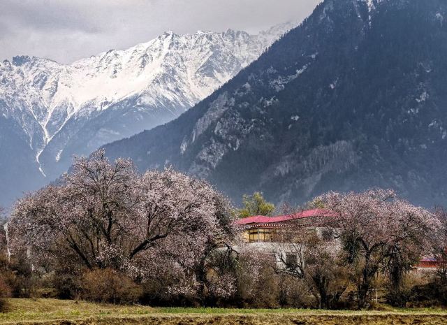 嘎拉桃花源旅行图片 5