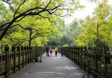 南山植物园-重庆-C-IMAGE