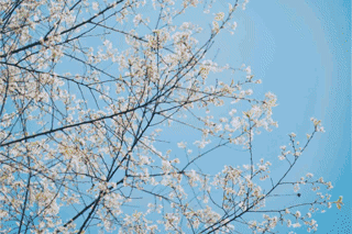 百花争艳!相约漩口,和春天来一场美丽邂逅!