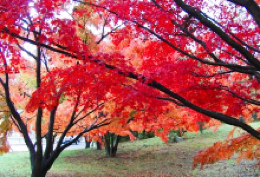 罗杰·威廉姆斯公园景点图片