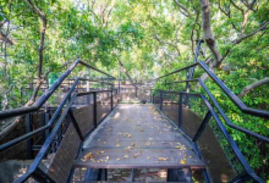 安平树屋景点图片