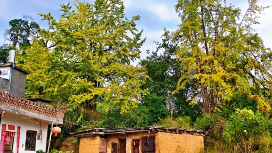馮屋