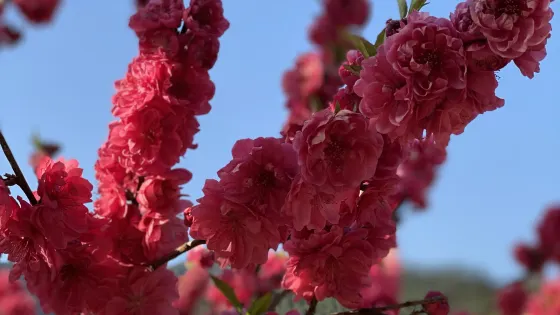 九峯鎮花海