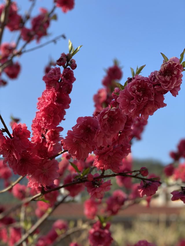 九峰镇花海旅行图片 2