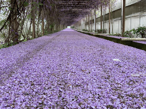 福建政和铁山：紫藤挂云木 花曼宜阳春