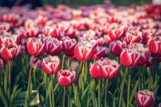 阿姆斯特丹郁金香博物馆-阿姆斯特丹