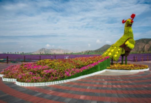大坪凤园花海景点图片