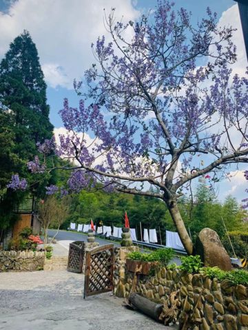 天目山20人团建攻略(篝火、挖笋、游山玩水)