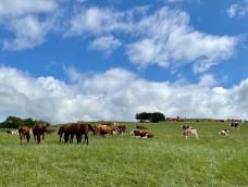 丰宁坝上草原-丰宁-gz当地向导伊妹儿