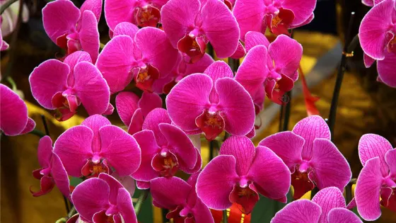 蘭花園