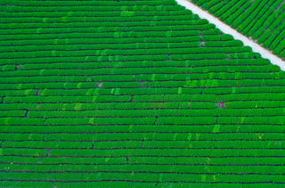 武夷山正谷溪香茶飘香千里，赴一场武夷山寻香之旅