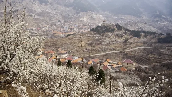 城陽棉花村