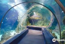索契海洋探索世界水族馆景点图片