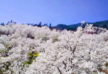 加级寨梨花谷景点图片