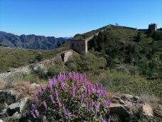 乌龙沟长城-涞源-大松树叶子