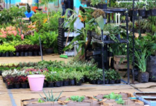 下賀茂熱帯植物園景点图片