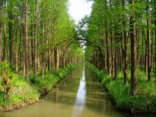 溱湖国家湿地公园-泰州-113908820