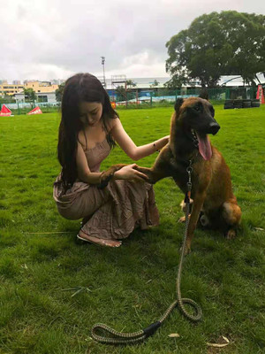 推荐一个中山训犬训狗狗狗坏习惯纠正的学校