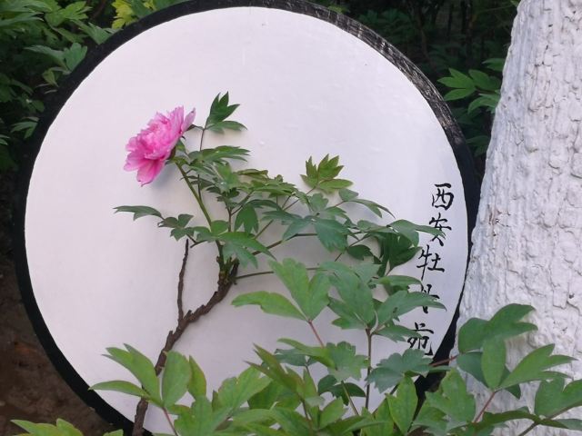 西安牡丹苑旅行图片 4