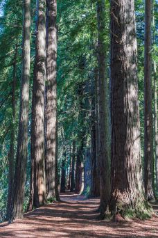 红木森林公园-罗托鲁瓦