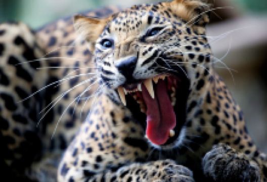 马六甲动物园景点图片