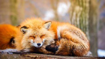 Zaō Fox Village