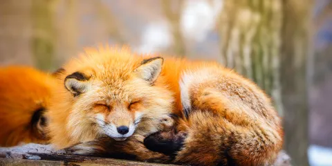 宮城藏王狐狸村