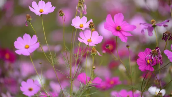 荻浦花海