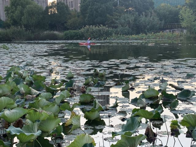 新江湾城公园旅行图片 1