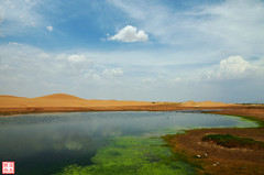 阿拉善左旗游记图片] 腾格里的大沙漠、月亮湖和顽强的生命