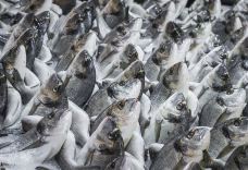 尼甘布中心鱼市场-瓦特勒