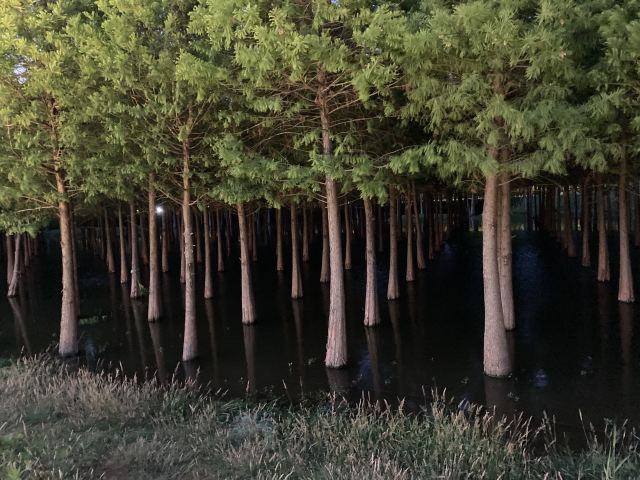 海洪湿地泼水广场旅行图片 2