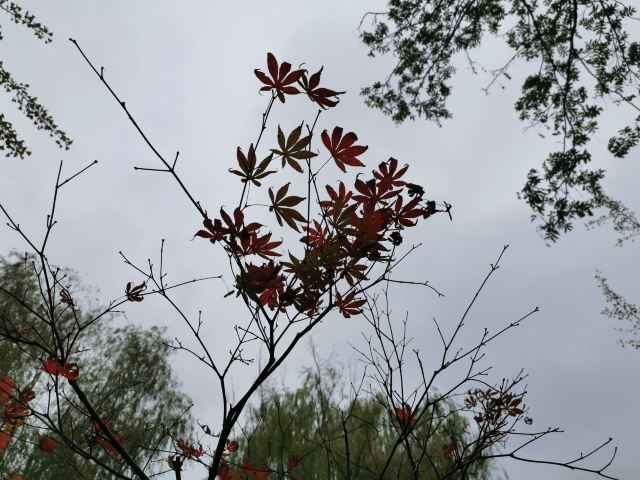 金桥公园旅行图片 9