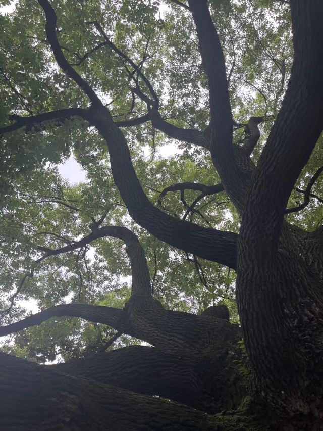 漕溪公园旅行图片 4