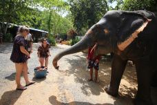 清迈大象丛林保护区-清迈