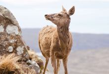Highland Wildlife Park景点图片