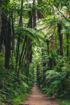 红木森林公园-罗托鲁瓦