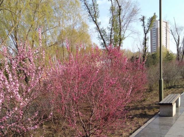 嘎拉桃花源旅行图片 2