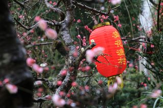 安徽黄山脚下小渔村,家家户户只种花不打渔,初春梅花闻名海内外