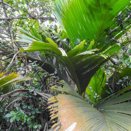 塞舌尔6日5晚拼小团