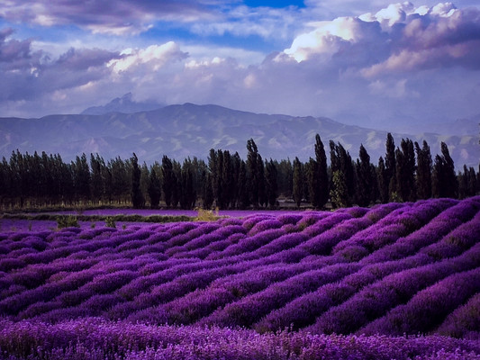 中国3大赏花胜地，花海比法国普罗旺斯还壮观，夏天来此避暑刚好